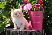 CAT 03 SJ0065 01
Kitten Sitting On Stump By Pink Watering Can
