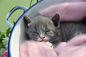 CAT 03 SJ0066 01
Close-Up Of Gray Kitten Sleeping On Pink Blanket