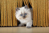 CAT 03 SJ0069 01
Kitten Peeking Out From Tassels