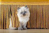 CAT 03 SJ0070 01
Kitten Sitting Under Tassels