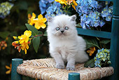 CAT 03 SJ0072 01
Persian Kitten Sitting On Chair In Garden