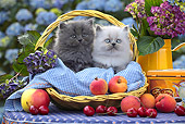 CAT 03 SJ0076 01
Two Persian Kittens Sitting In Picnic Basket With Peaches