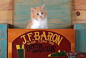 CAT 03 SJ0077 01
Kitten Sitting In Wooden Shoe Box