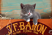 CAT 03 SJ0082 01
Gray Kitten Sleeping In Wooden Shoe Box