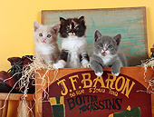 CAT 03 SJ0084 01
Three Kittens Sitting In Wooden Shoe Box