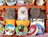 CAT 03 SJ0085 01
Three Kittens Sitting In Mugs By Cat Food And Toy Mice
