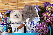 CAT 03 SJ0086 01
Two Kittens Sitting In China By Flowers