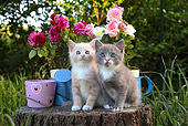 CAT 03 SJ0089 01
Two Kittens Sitting On Stump By Flower Pots In Garden