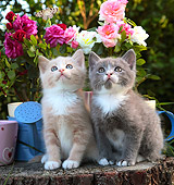 CAT 03 SJ0090 01
Two Kittens Sitting On Stump By Flower Pots In Garden