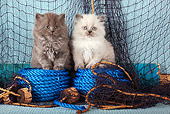 CAT 03 SJ0094 01
Kittens Sitting In Blue Rope By Fishing Nets
