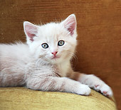 CAT 03 SJ0095 01
Close-Up Of Kitten Laying On Cushion