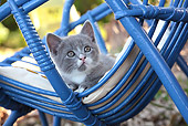 CAT 03 SJ0097 01
Portrait Of Kitten Laying On Cushion In Blue Chair