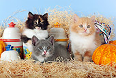 CAT 03 SJ0098 01
Three Kittens Sitting On Hay By Gourds And China