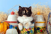 CAT 03 SJ0099 01
Calico Kitten Sitting On Hay By Gourds And China