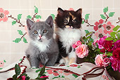 CAT 03 SJ0101 01
Two Kittens Sitting On Embroidered Cloth By Pink And Red Roses