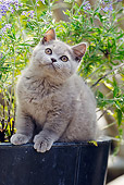 CAT 03 SS0027 01
British Shorthair Kitten Sitting In Planter