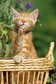 CAT 03 SS0028 01
European Shorthair Kitten Grooming In Basket