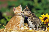 CAT 03 SS0029 01
Two European Shorthair Kittens Kissing On Straw By Sunflowers