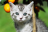 CAT 03 SS0031 01
Close-Up Of European Shorthair Kitten By Orange Tree