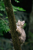 CAT 03 WF0003 01
European Wildcat Kitten Climbing Up Tree Trunk In Forest