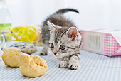 CAT 03 YT0019 01
American Shorthair Kitten Playing In Kitchen