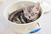 CAT 03 YT0021 01
American Shorthair Kitten Sleeping In Pot