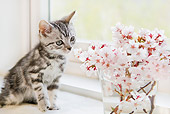 CAT 03 YT0023 01
American Shorthair Kitten Sitting By Vase Of Pink Flowers
