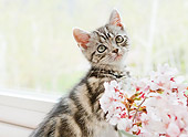 CAT 03 YT0024 01
American Shorthair Kitten Sitting By Vase Of Pink Flowers