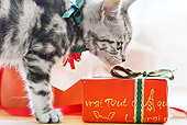 CAT 03 YT0025 01
Close-Up Of American Shorthair Kitten Sniffing Red Gift Box