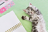 CAT 03 YT0026 01
American Shorthair Kitten Playing On Table By Notebook