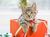 CAT 03 YT0027 01
Munchkin Kitten Sitting In Gift Box With Ribbon