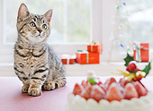 CAT 03 YT0028 01
Munchkin Kitten Sitting By Strawberry Cake And Christmas Gifts