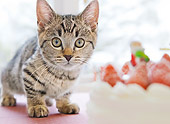CAT 03 YT0029 01
Munchkin Kitten Crouching By Strawberry Cake And Christmas Gifts