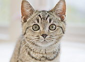 CAT 03 YT0030 01
Close-Up Of Munchkin Kitten