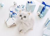 CAT 03 YT0031 01
Persian Kitten Sitting By Blue And White Gift Boxes