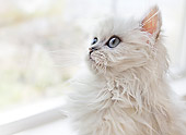 CAT 03 YT0032 01
Close-Up Of Persian Kitten Looking Out Window
