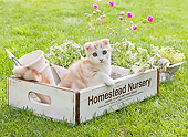 CAT 03 YT0033 01
Scottish Fold Kitten Sitting In Wooden Gardening Supply Box