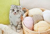 CAT 03 YT0034 01
Scottish Fold Kitten Sitting By Basket Of Yarn