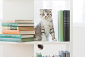 CAT 03 YT0035 01
Scottish Fold Kitten Sitting On Book Shelf