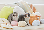CAT 03 YT0036 01
Two Scottish Fold Kittens Sitting By Basket Of Yarn