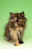 CAT 03 AL0001 01
Portrait Of Persian Kitten Studio