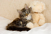 CAT 03 AL0003 01
Portrait Of Norwegian Forest Kitten By Teddy Bear