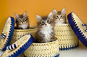 CAT 03 AL0004 01
Portrait Group Head Shot Of Norwegian Forest Kittens In Baskets