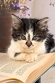 CAT 03 AL0008 01
Portrait Head Shot Of Gray And White Kitten Laying On Book