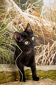 CAT 03 AL0012 01
Portrait Of Black Kitten By Plants