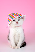 CAT 03 AL0024 01
Portrait Of Brown And White Kitten Sitting Wearing Hat Studio