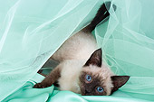 CAT 03 AL0026 01
Tonkinese Kitten Laying Studio