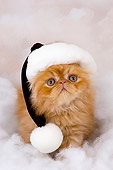 CAT 03 AL0029 01
Portrait Of Persian Red Kitten Wearing Santa Hat