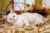CAT 03 AL0033 01
Portrait Of British Shorthair White By Window