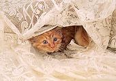 CAT 03 AL0035 01
Orange Tabby Kitten Hiding Under Lace